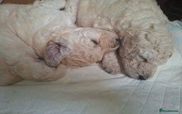 Standard Poodle dogs for sale: Standard poodle puppies  - Image 3