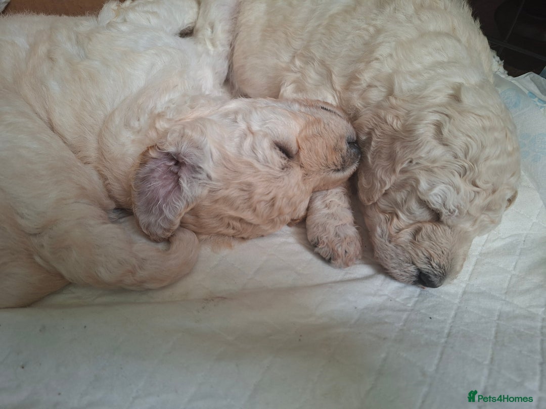 Standard Poodle dogs for sale: Standard poodle puppies  - Image 3