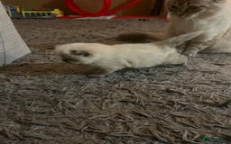 Perdoll cats for sale: Perdolls x2  - Image 6