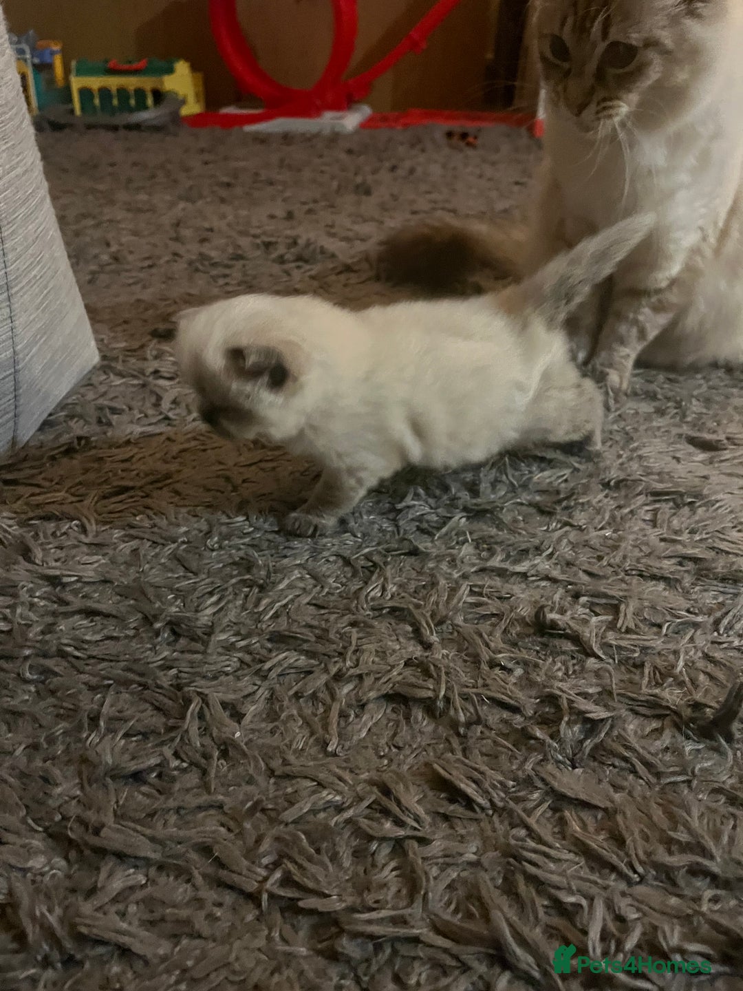 Perdoll cats for sale: Perdolls x2  - Image 6