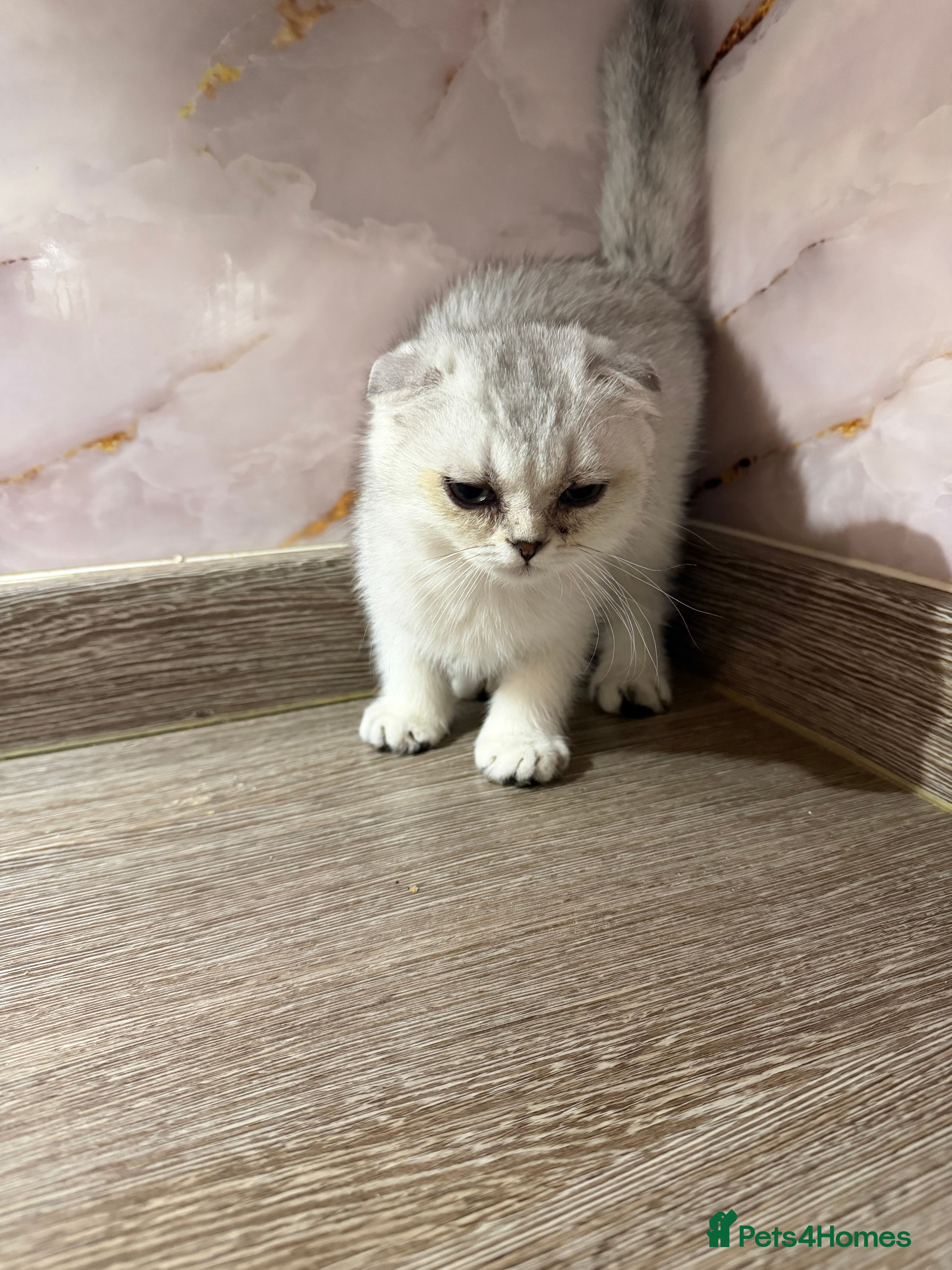 Scottish Fold cats Adorable Scottish fold/ Scottish straight Pure  - Advert 2