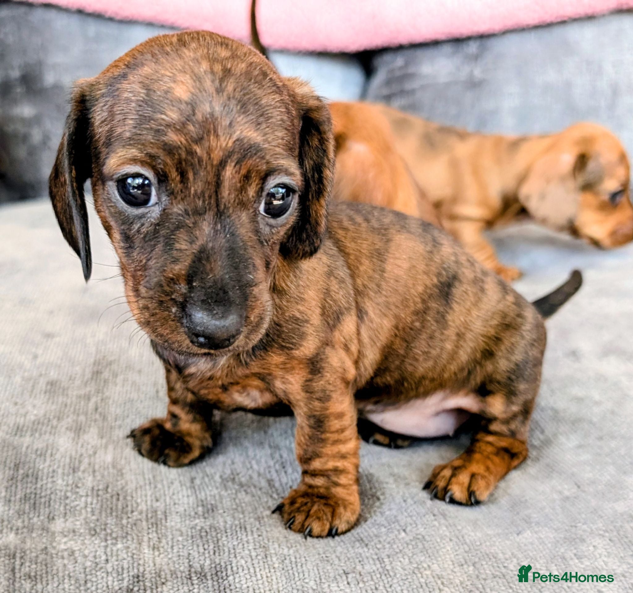 Miniature Dachshund dogs Miniature Dachshund  - Advert 2