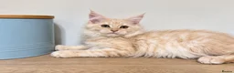 Maine Coon cats for sale: 💕 A Very Special Maine Coon Girl – Rare Beauty 💕 - Advert 7