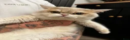 British Shorthair cats for sale: 🩵 British Shorthair/Scottish straight male 💙  - Advert 3