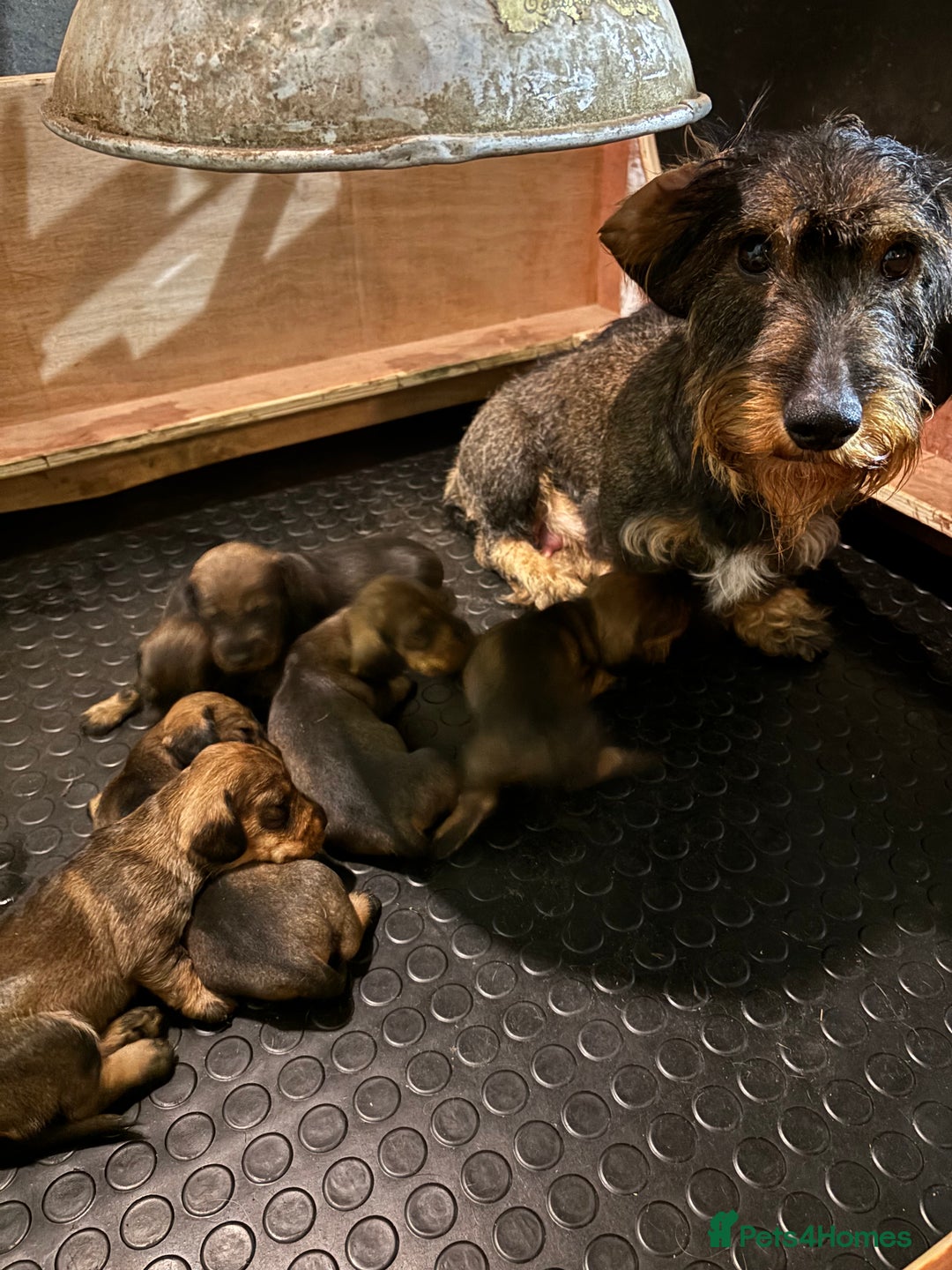 Dachshund dogs for sale: WHD - Wirehaired Dachshund (Teckle) Pups - Image 2