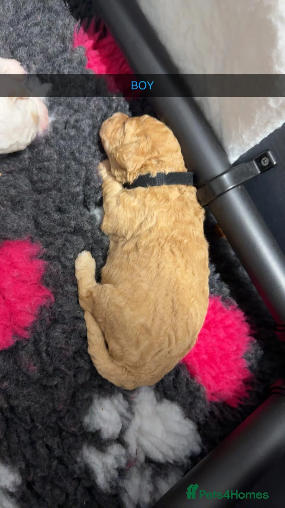 Maltipoo dogs for sale: Beautiful maltipoo puppies - Advert 2