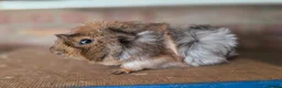 Guinea Pig rodents for sale: Guniea pigs for sale  - Advert 3