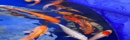 Pond Fish fish for sale: Pond closure Koi in Coventry - Advert 4