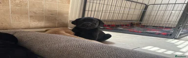 Labrador Retriever 5