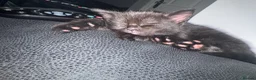 Mixed Breed cats for sale: Kittens for sale in Selby - Advert 7