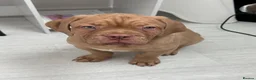 Dogue De Bordeaux dogs for sale: Dogue de Bordeaux Male Puppy - Advert 8