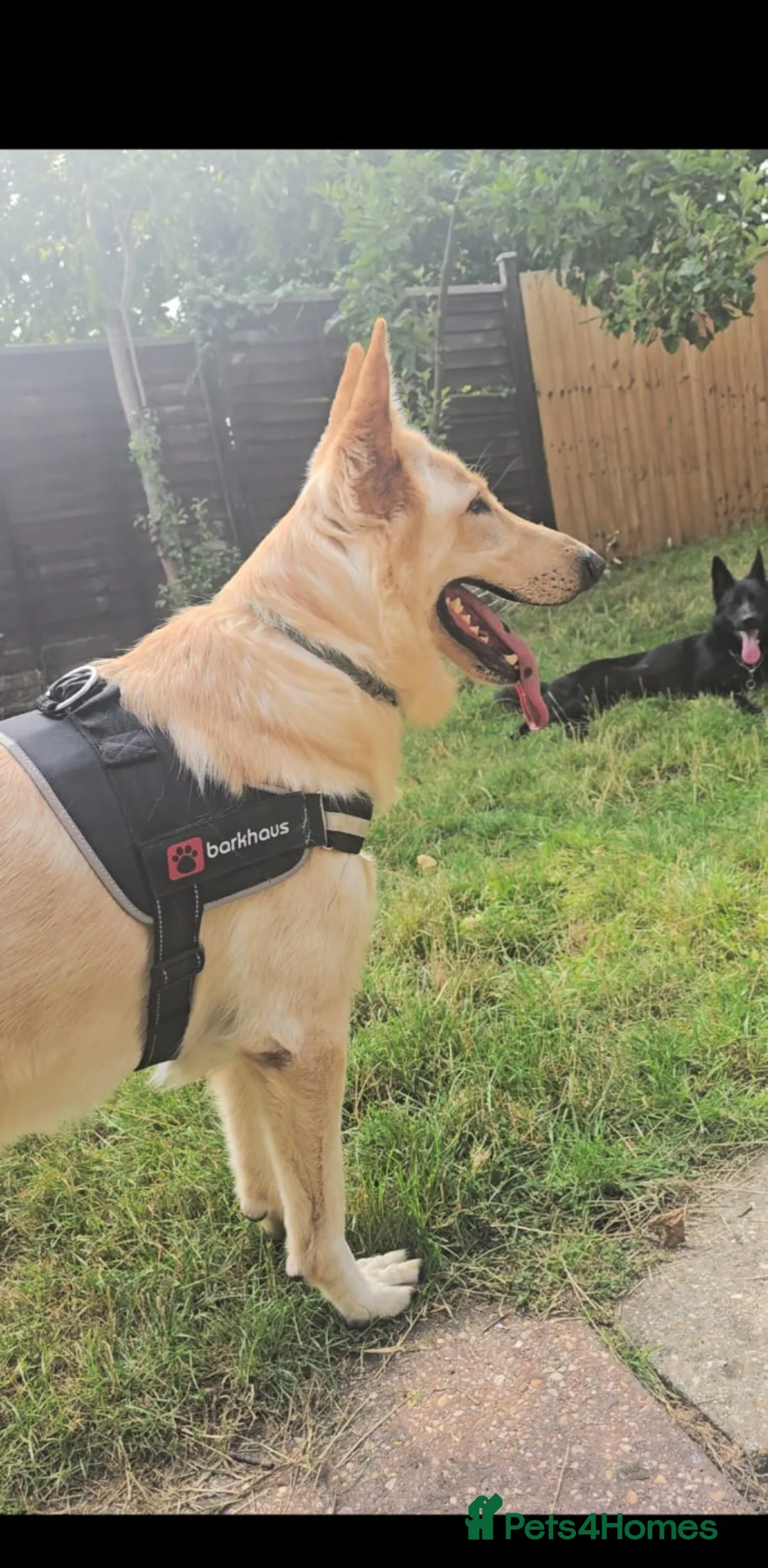 German Shepherd dogs for sale: Bear  - Advert 4