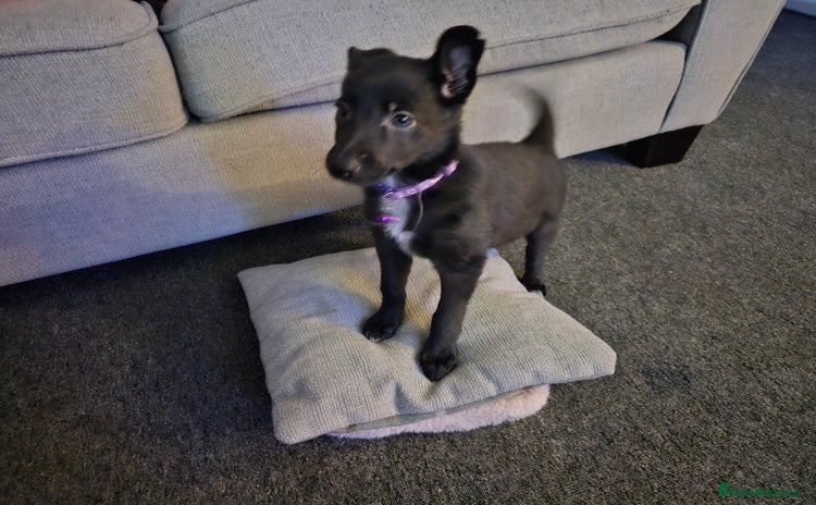 Mixed Breed dogs - Advert 1
