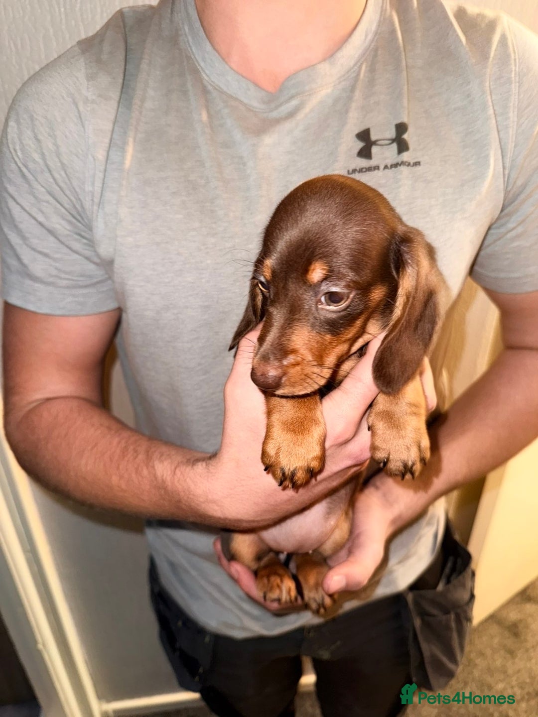 Miniature Dachshund dogs for sale: Miniature dachshunds for sale  - Advert 5