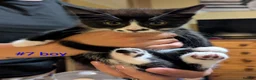 Mixed Breed cats for sale: Kittens  - Advert 8