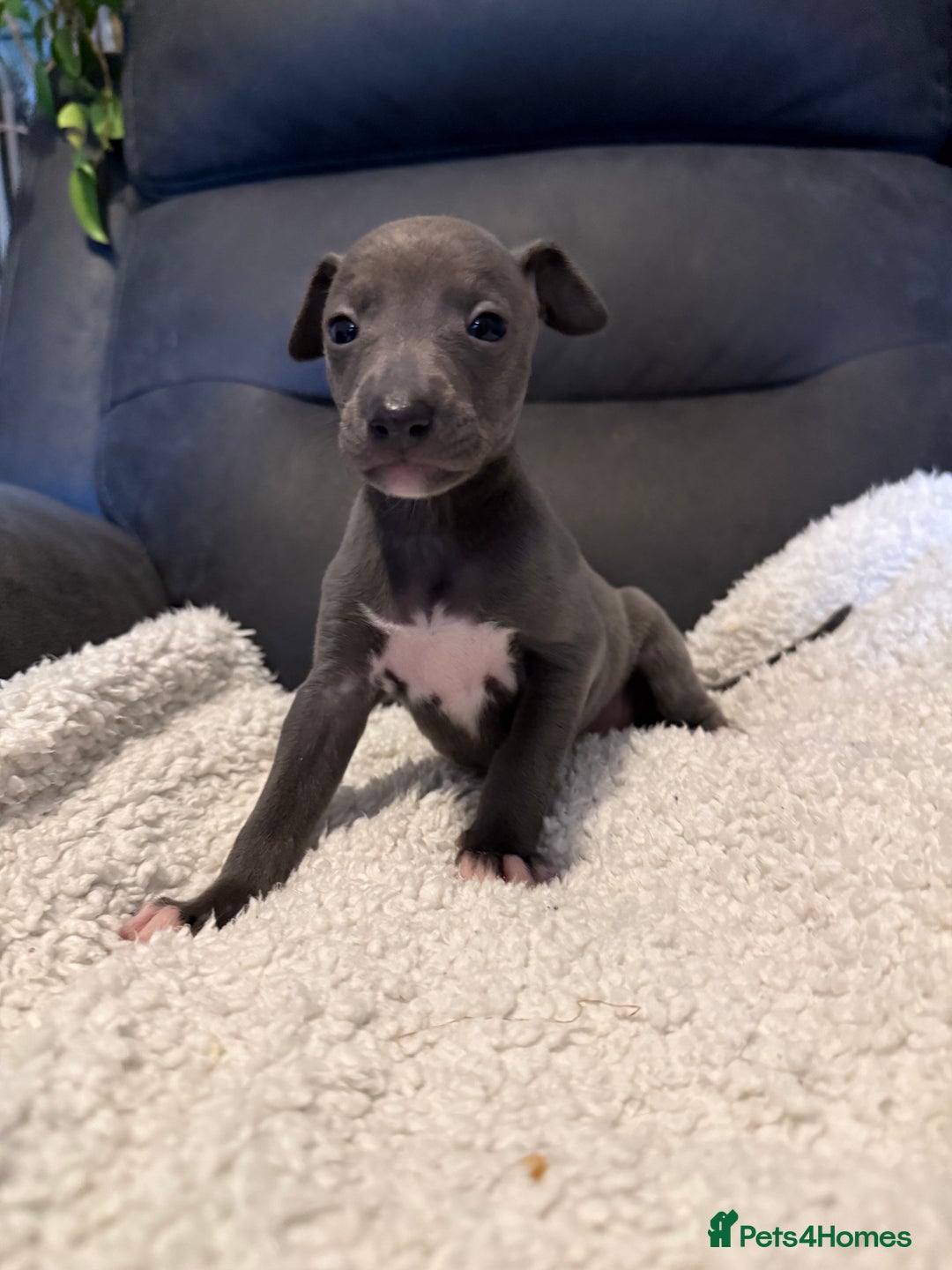 Mixed Breed dogs for sale: Italian Greyhound x Whippet - “Wiggies”  - Advert 16