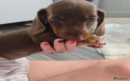 Miniature Dachshund dogs for sale: Miniature dachshund boy available  - Image 15