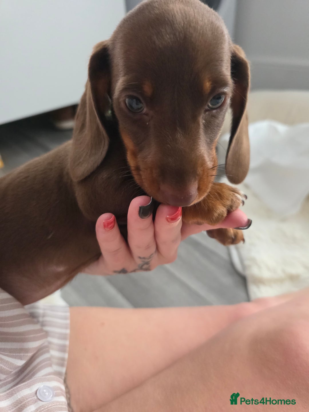 Miniature Dachshund dogs for sale: Miniature dachshund boy available  - Image 15