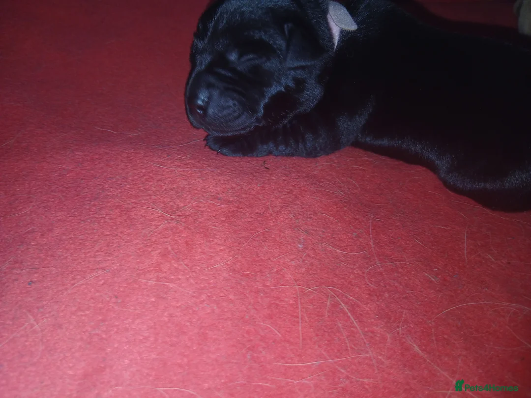 Labrador Retriever dogs for sale: Top Quality Labrador Pups - Advert 11