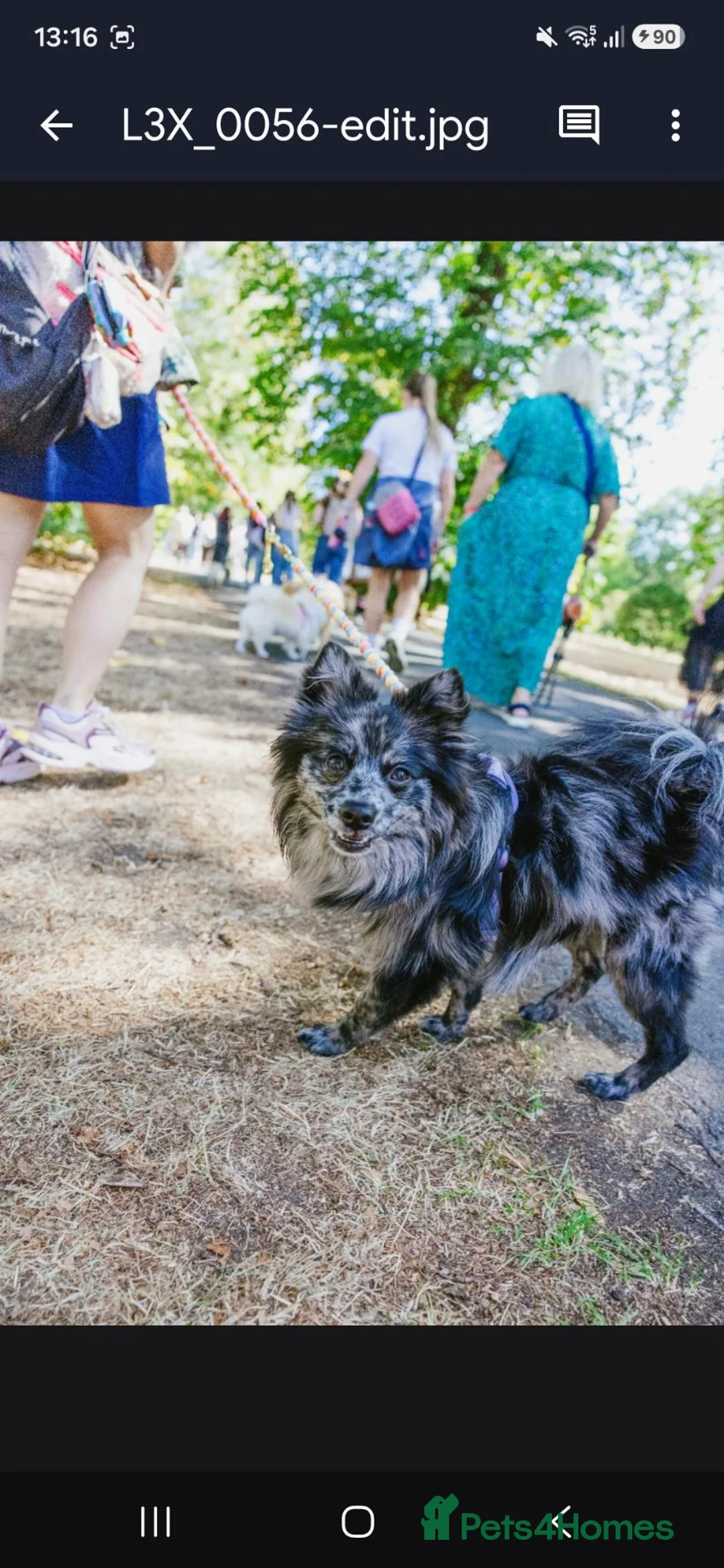 Pomeranian dogs for stud: NEXT GEN BLUE MERLE POM PUPS INCOMING - Advert 2