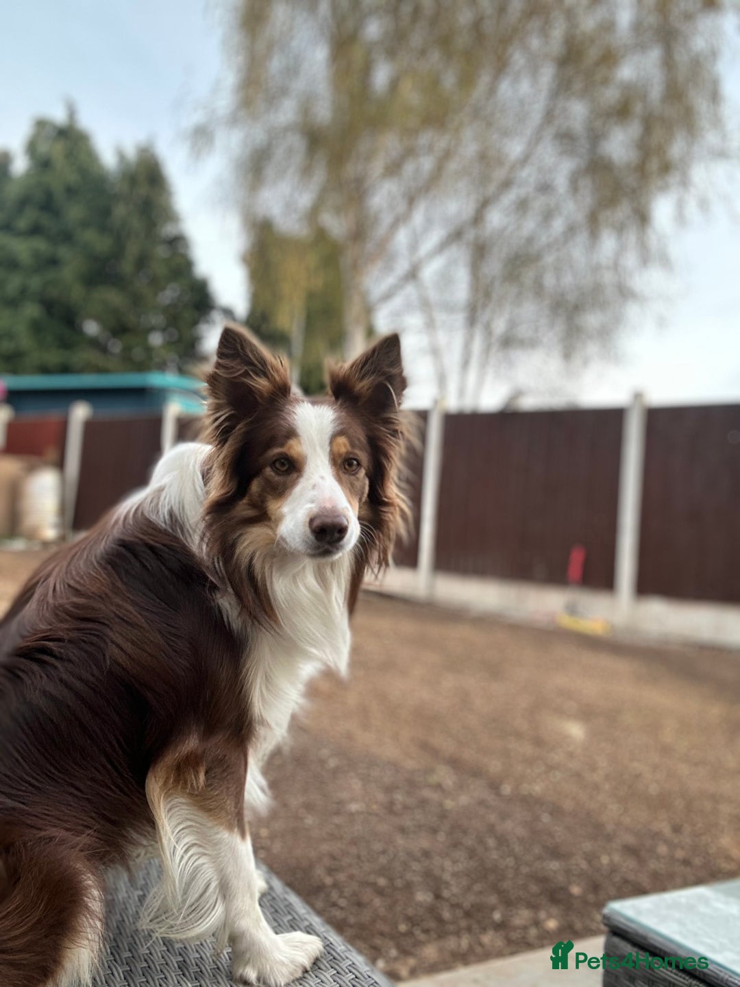 Border Collie dogs for stud: KC Border Collie for stud in Mansfield - Advert 7