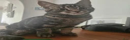 Bengal cats for sale: Half Bengal cross  Kittens - Advert 14