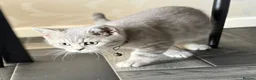 Scottish Fold cats for sale: Beautiful Scottish straights READY NOW  - Advert 19