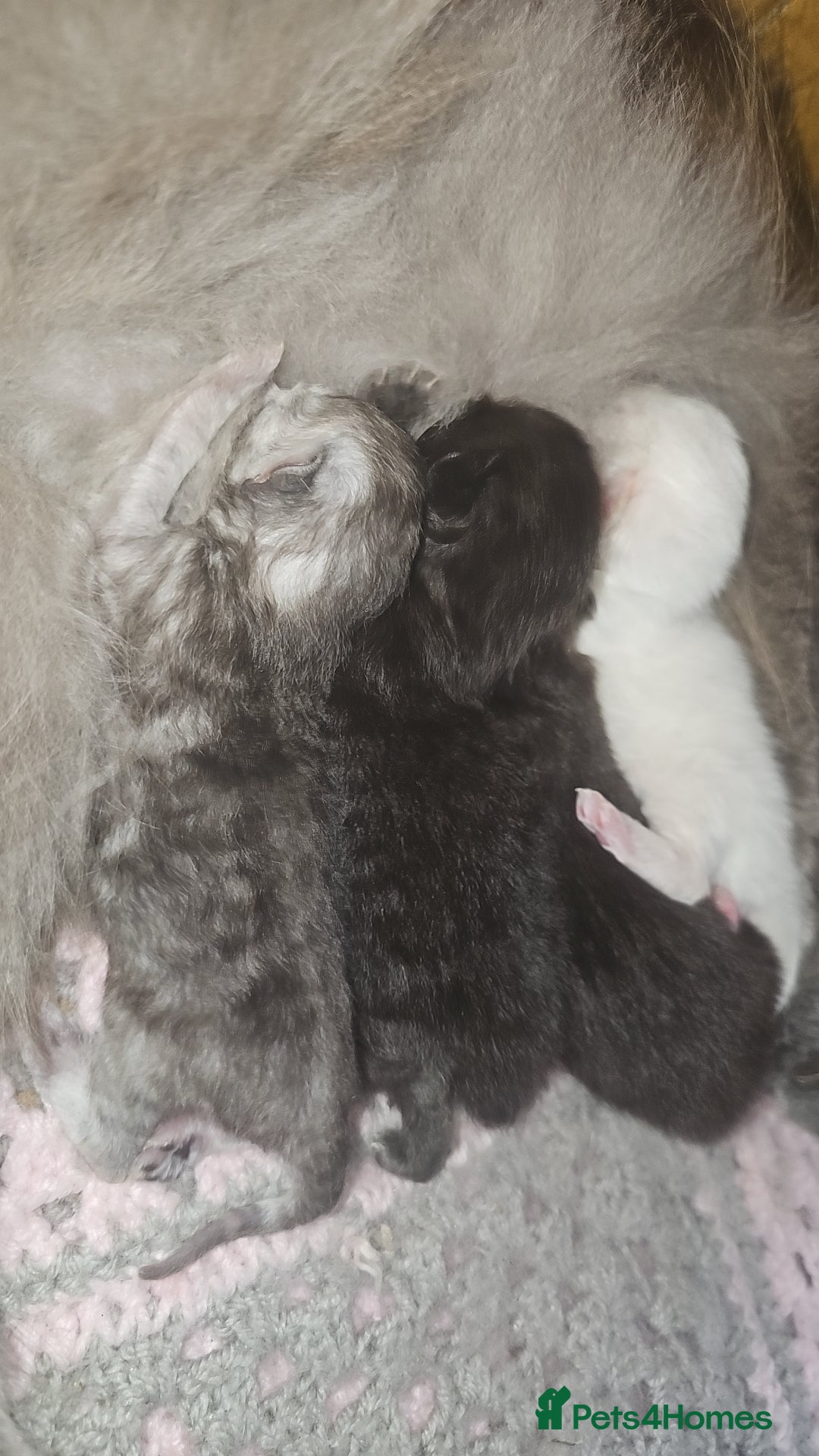 Persian cats Persian kittens for reserve🖤 - Advert 8