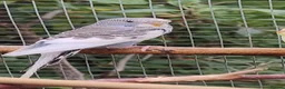 Budgerigars birds for sale: Baby budgies, easily tamed. Mixed colours - Advert 4