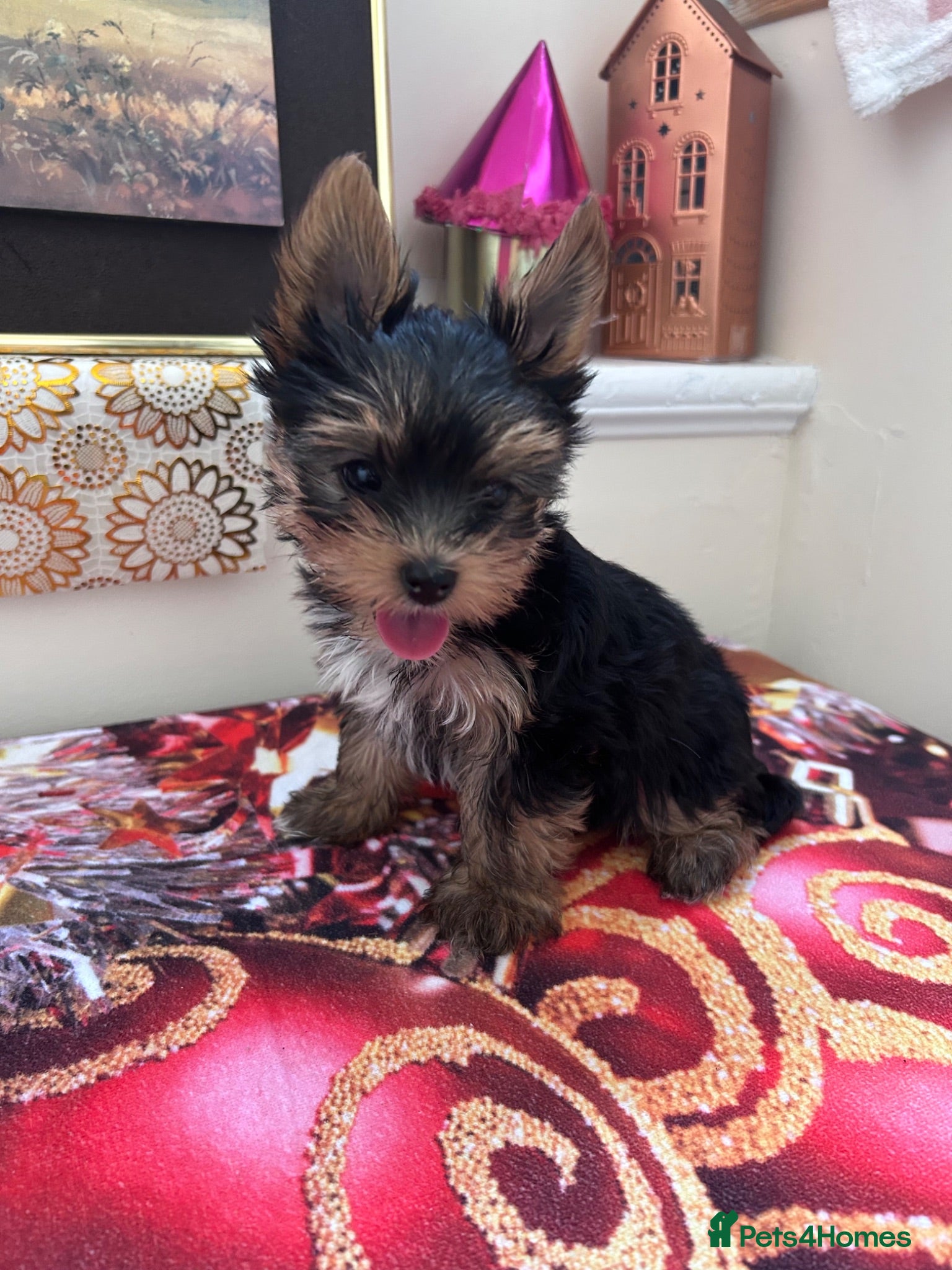Yorkshire Terrier dogs Yorkshire Terrier puppies  - Advert 2