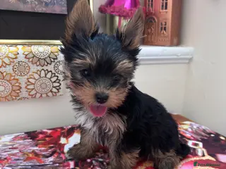 Yorkshire Terrier dogs Yorkshire Terrier puppies - Advert 13