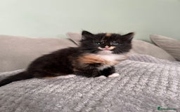 British Shorthair cats for sale: Stunning female kittens  - Image 10