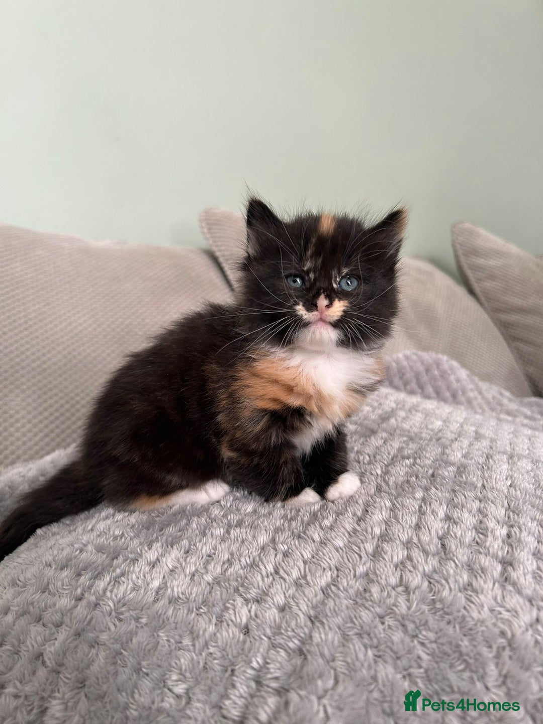 British Shorthair cats for sale: Stunning female kittens  - Image 10