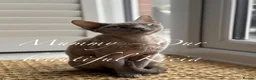 Devon Rex cats for sale: Gorgeous Pedigree Devon Rex Chocolate Point Boy  - Advert 3