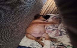 Chug dogs for sale: Chug Female 5 months old. Needs new home. - Advert 2