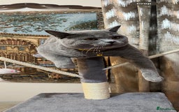 British Shorthair cats for sale: Purebred British Shorthair Male cat - Advert 1