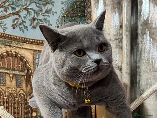 British Shorthair cats Purebred British Shorthair Male cat - Advert 1
