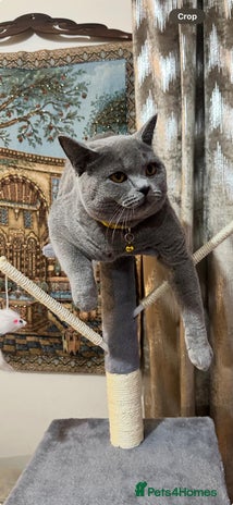 British Shorthair cats Purebred British Shorthair Male cat - Advert 1