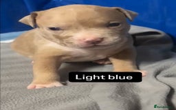 American Bully dogs for sale: AMERICAN POCKET BULLYS - Image 4