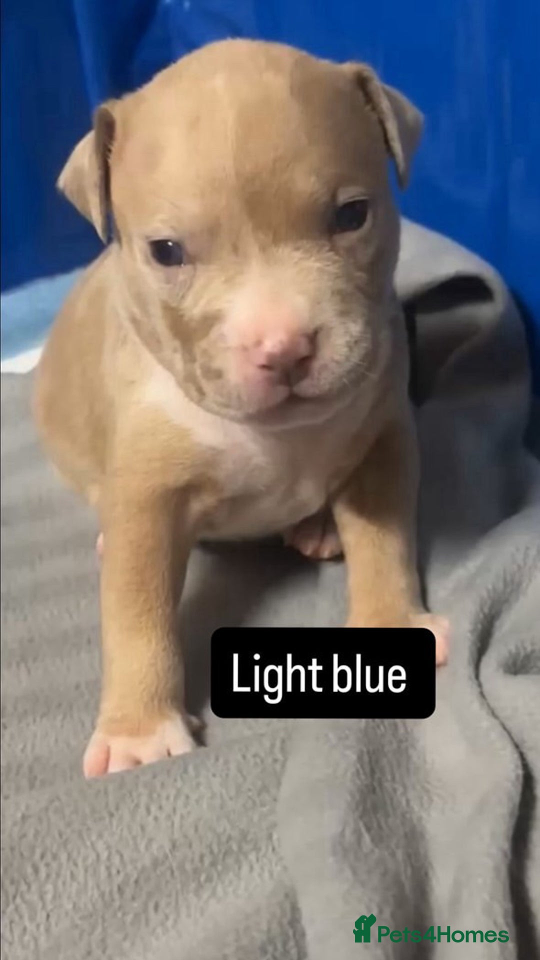 American Bully dogs for sale: AMERICAN POCKET BULLYS - Image 4