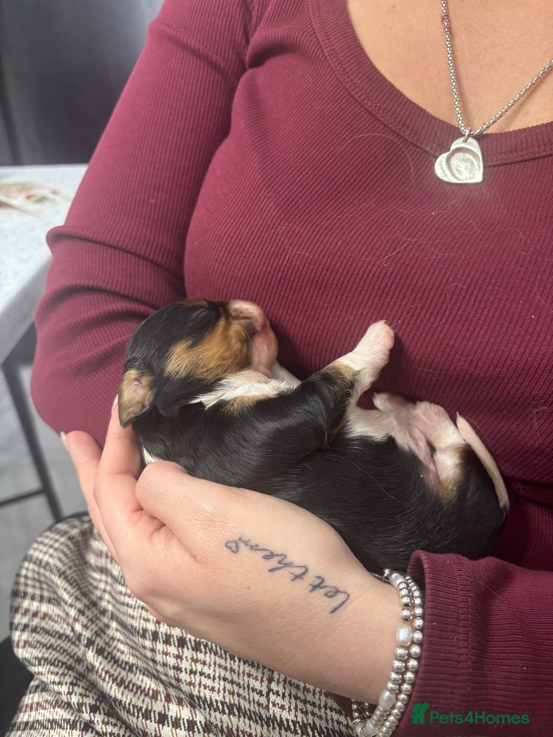 Cavalier King Charles Spaniel dogs for sale: Two beautiful kc boys  - Advert 28