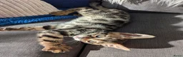 Bengal cats for sale: Bengal kittens in Essex TICA registered purebred  in Colchester - Advert 13