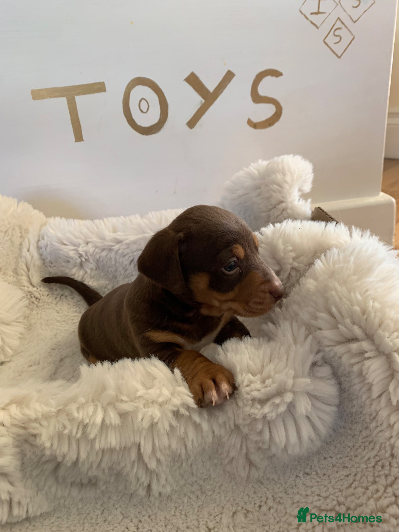 Dachshund dogs Lola’s puppy’s  - Advert 4