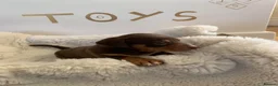 Dachshund dogs for sale: Lola’s puppy’s  - Advert 14