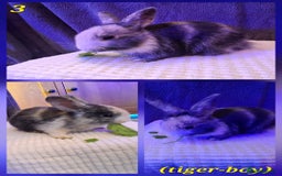 Rex rabbits for sale: Super Cute Baby bunnies! Rex x Lops - Image 5