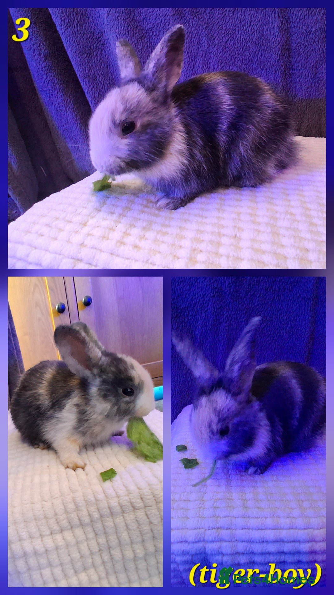 Rex rabbits for sale: Super Cute Baby bunnies! Rex x Lops - Image 5