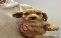 Cocker Spaniel dogs for sale: Cocker spaniel pups 🐾 - Image 15