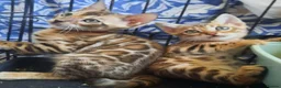 Bengal cats for sale: Stunning litter of brown rosetted Bengal cubs  - Advert 32
