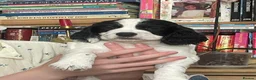 Sprocker dogs for sale: Beautiful F2 Sprocker Puppies  - Advert 29