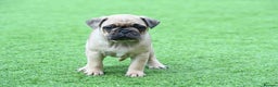 Frug dogs for sale: Frug puppies - Advert 3